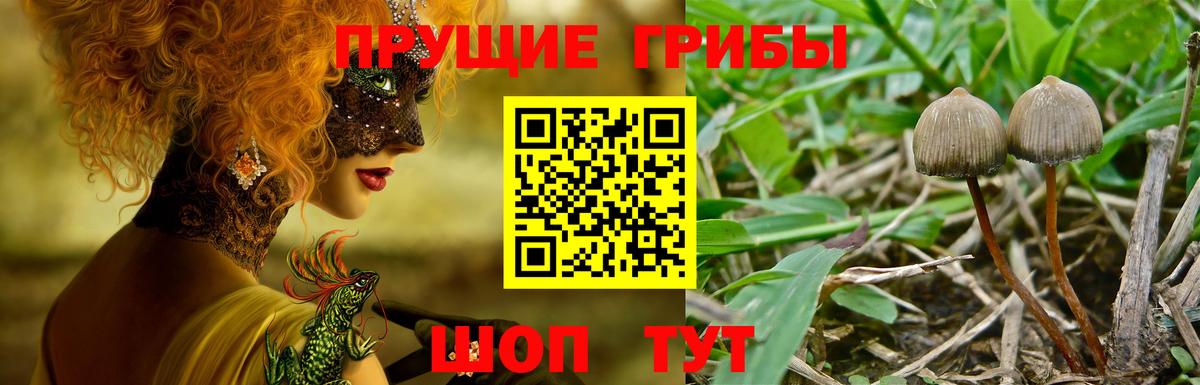 Саратов  Галлюциногенные грибы Magic Shrooms  цены наркотик  Вход с VPN  Галлюциногенные грибы Magic Shrooms 